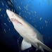 shark_tiger_sand_spar_v_0148_nca0155.jpg